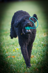 Sadie Plays at the Park!